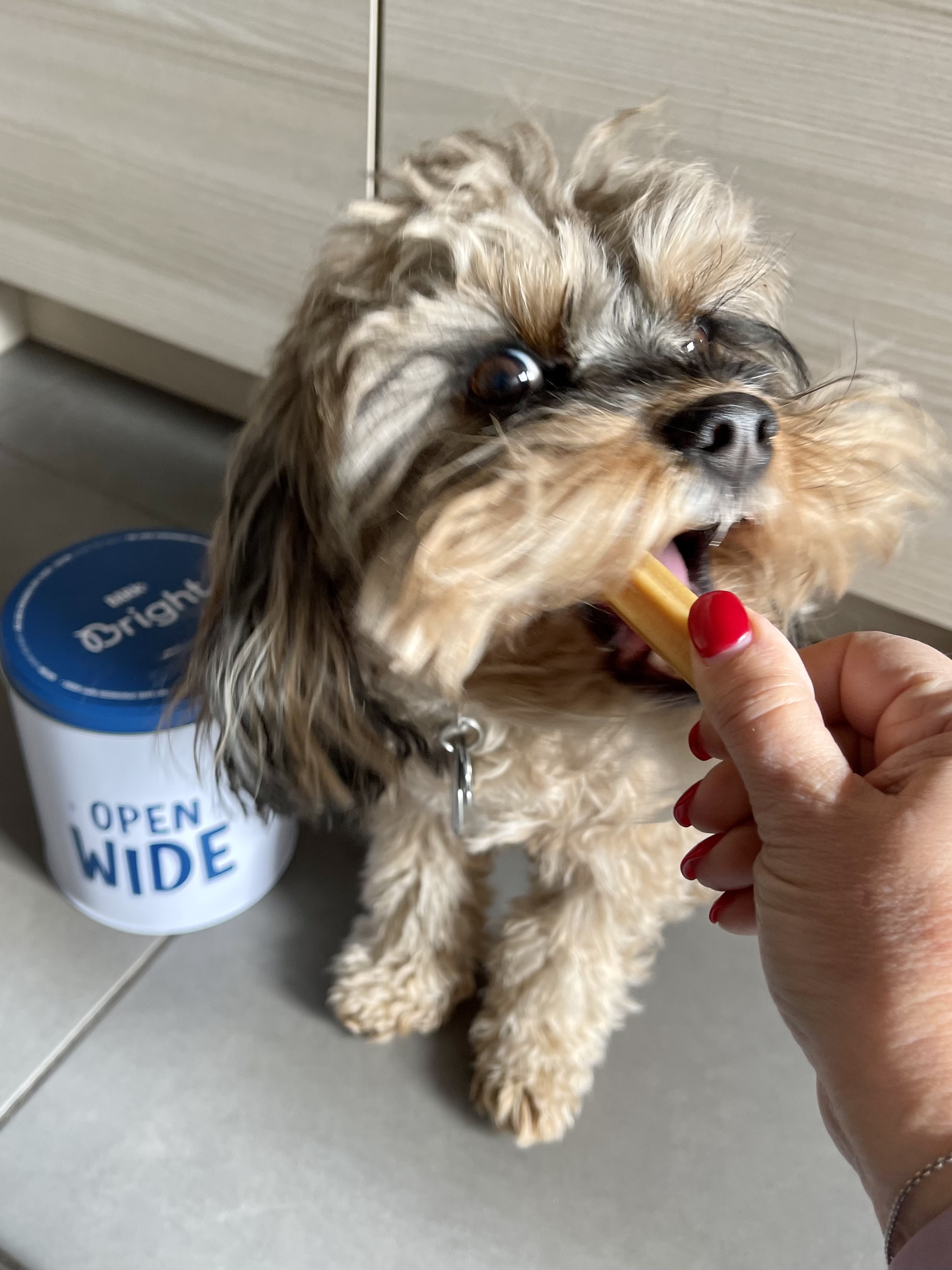 Unbiased review of Bark Bright, the daily dual toothpaste and dental stick system to keep dogs’ funky breath and plaque buildup under control | www.amiofbs.com
