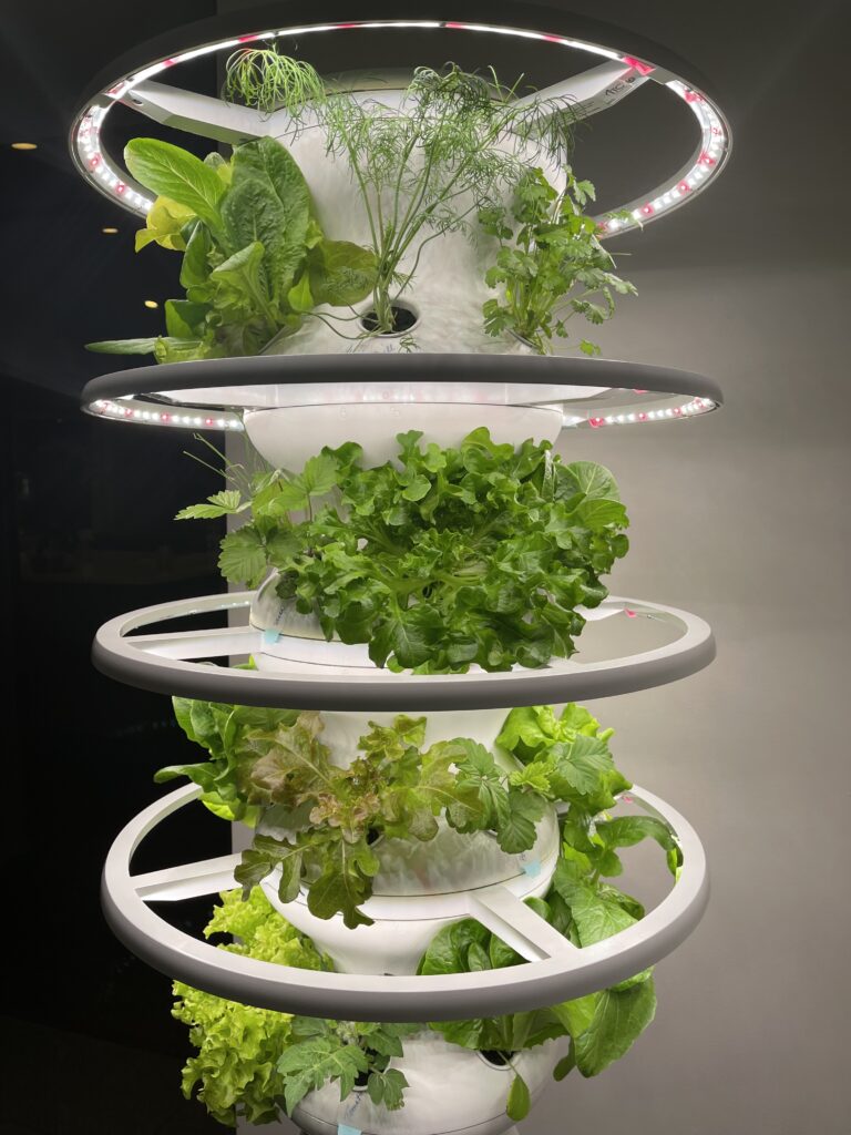 Lettuce Grow Farmstand review. Grow organic produce in your yard or home with this unique self watering product. Use my code to save $75. www.amiofbs.com
